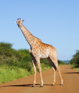 Giraffe