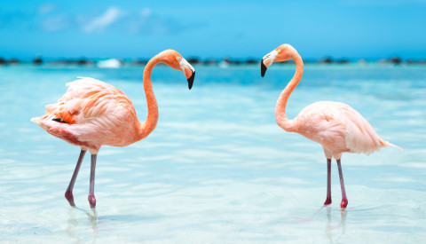 Flamingos