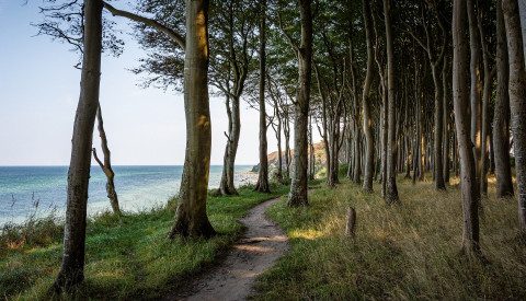 Rügen Wald