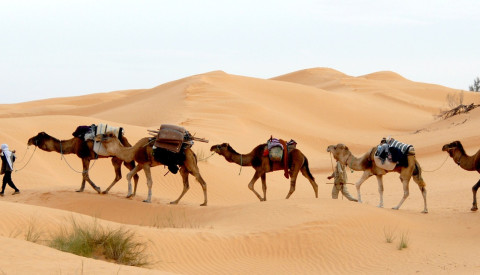 Sahara Beduinen