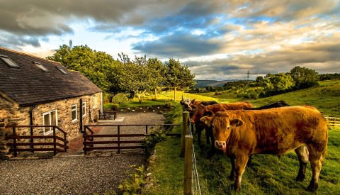 Schottland Cottage