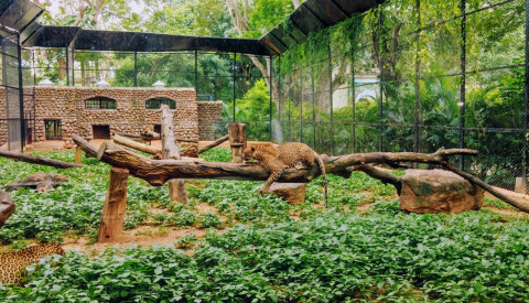 Leoparden im Zoo